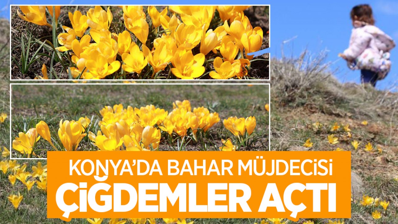 Konya'da baharın müjdecisi çiğdemler açtı