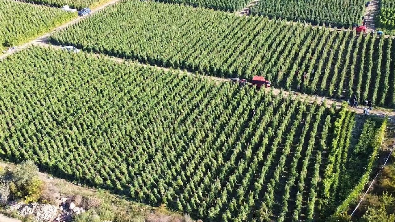 Tarımsal destekleme ödemesi bugün yapılacak