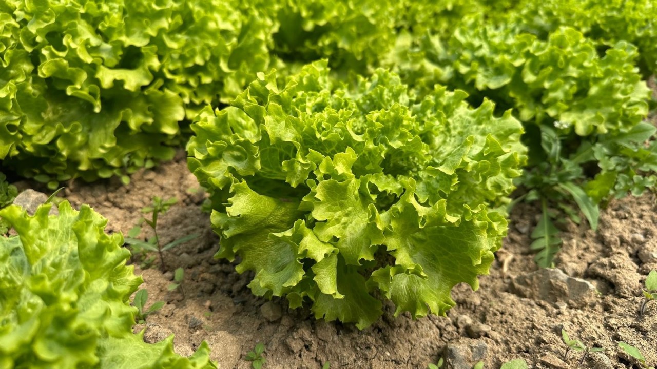 Bu sefer tarladan güzel haber geldi...35 liraya tarladan satılan marul yüzleri güldürdü