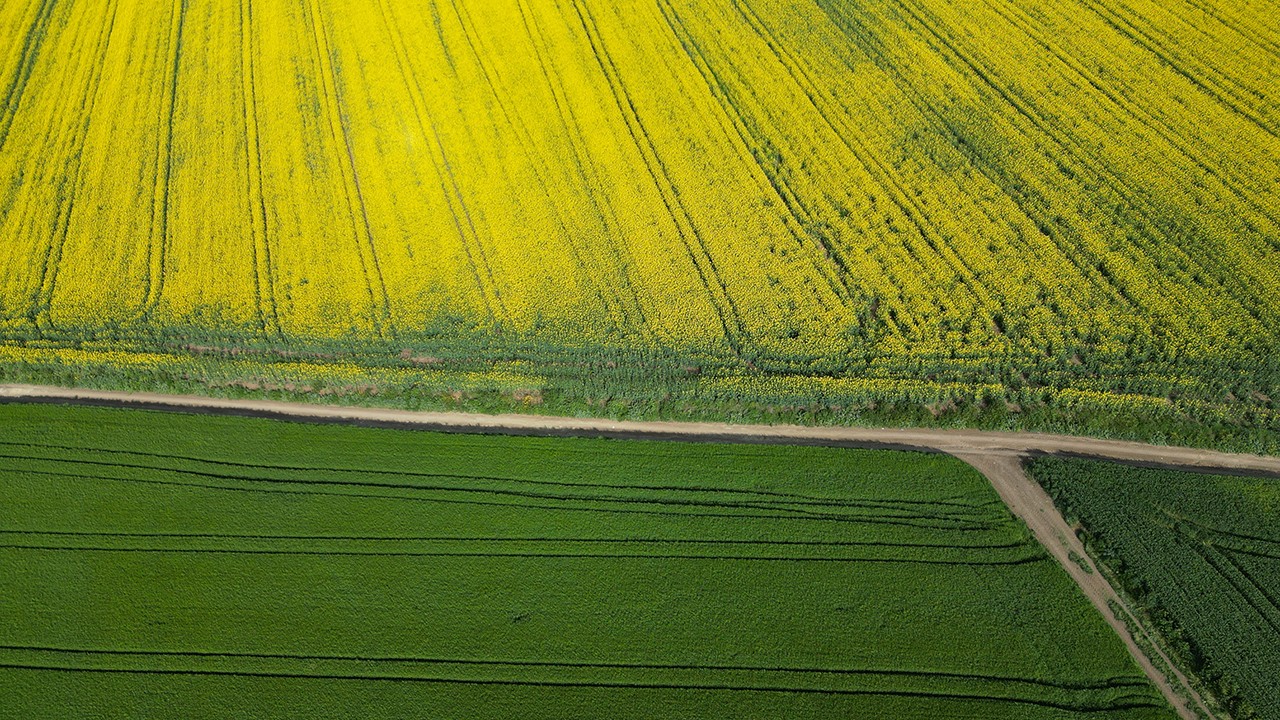 Kanola çiçekleri ve buğday başakları tarlaları renklendirdi