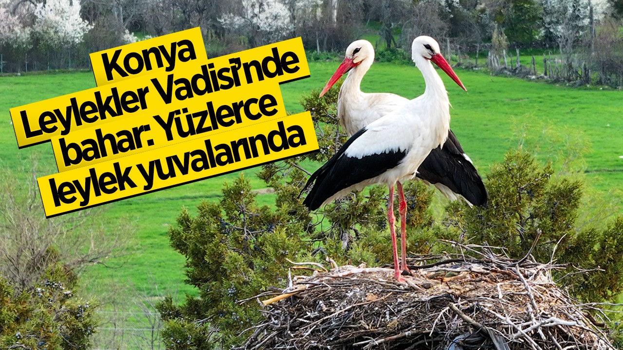 Konya Leylekler Vadisi’nde bahar: Yüzlerce leylek yuvalarında