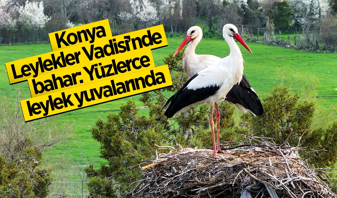 Konya Leylekler Vadisi’nde bahar: Yüzlerce leylek yuvalarında