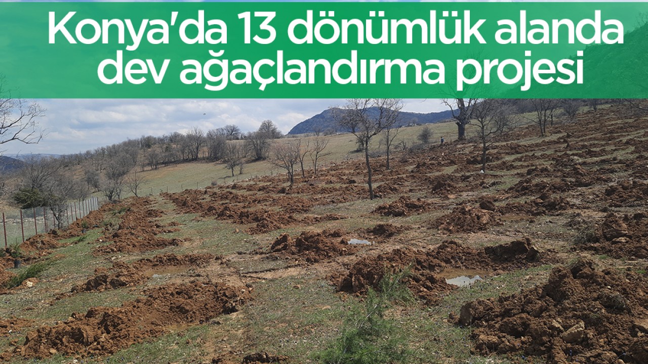Konya'da 13 dönümlük alanda dev ağaçlandırma projesi