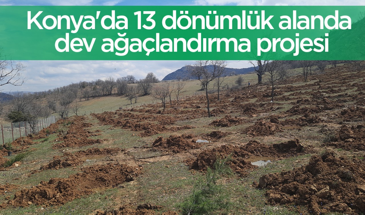 Konya'da 13 dönümlük alanda dev ağaçlandırma projesi