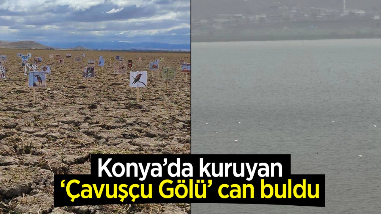 Konya'da kuruyan Çavuşçu Gölü can buldu