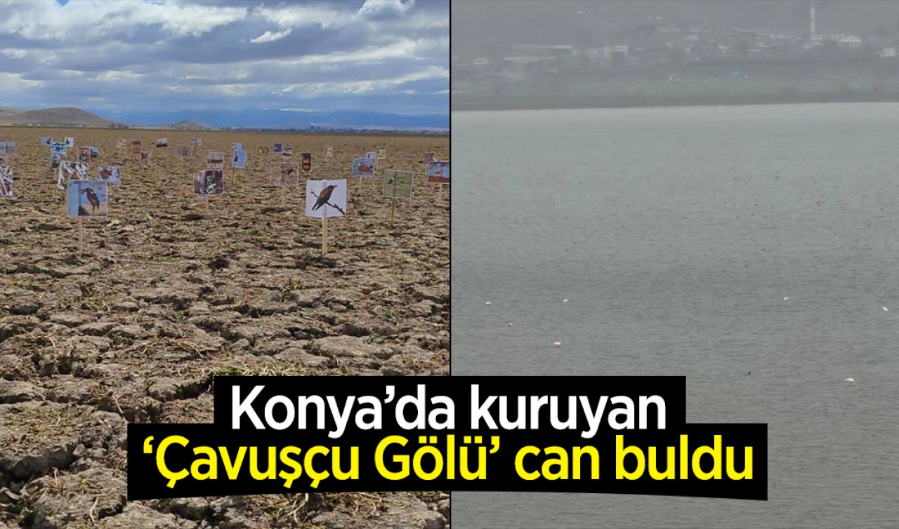 Konya'da kuruyan Çavuşçu Gölü can buldu