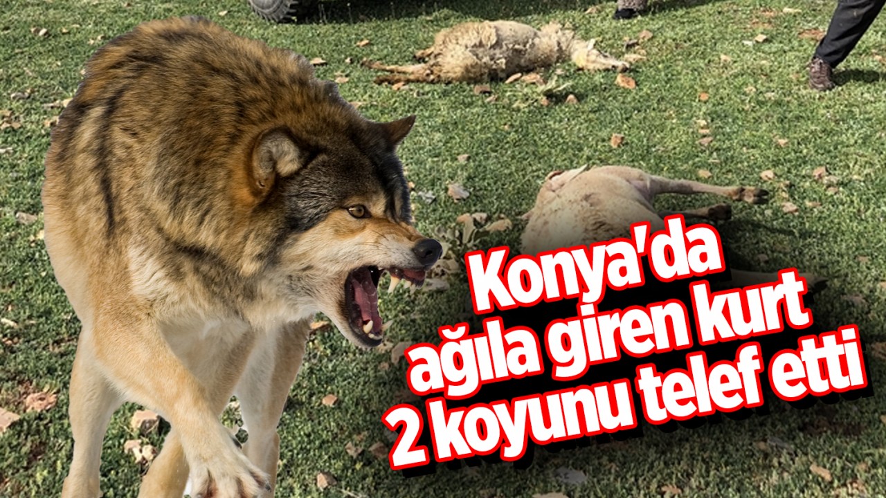 Konya'da ağıla giren kurt 2 koyunu telef etti