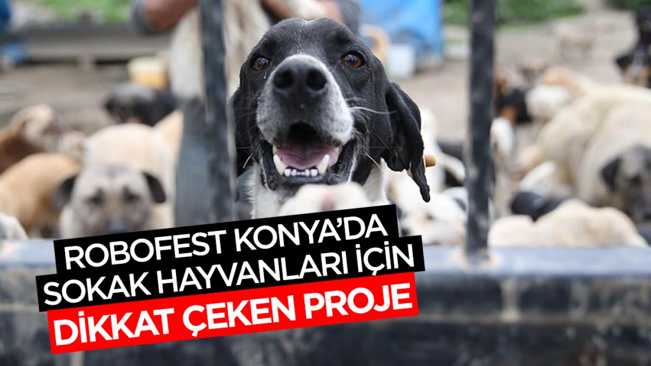 Robofest Konya’da sokak hayvanları için dikkat çeken proje