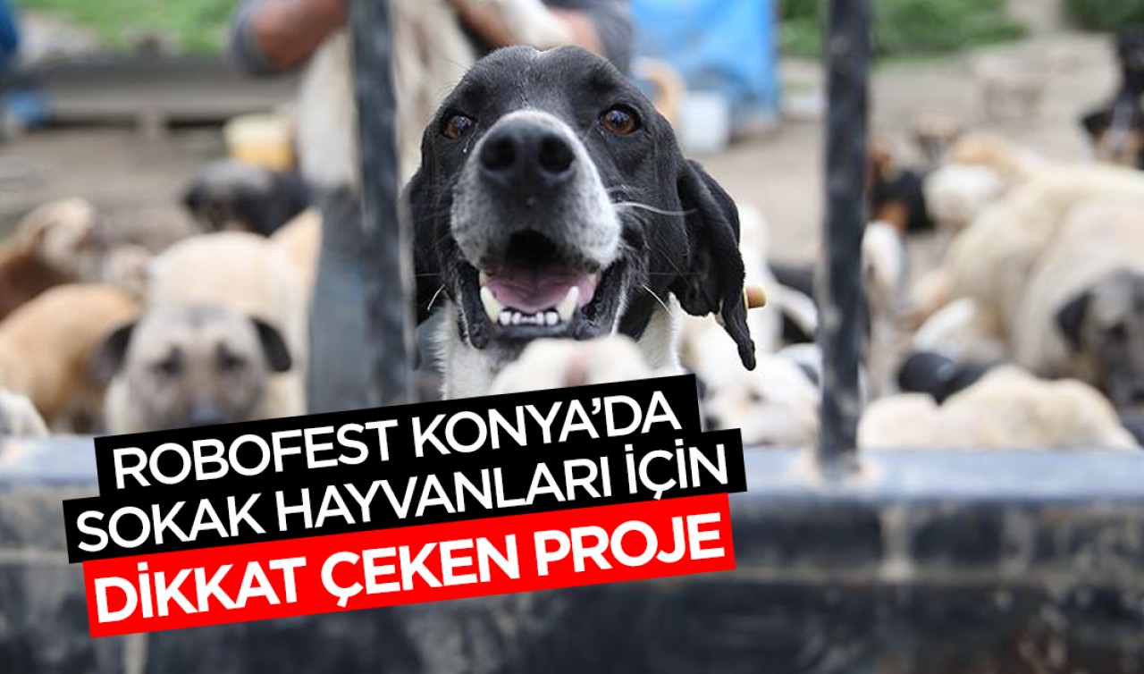 Robofest Konya’da sokak hayvanları için dikkat çeken proje