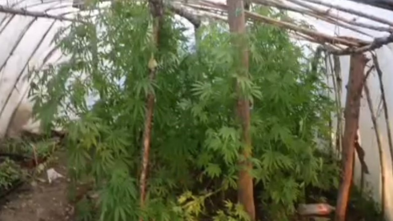 Serayı uyuşturucu tarlasına çevirmiş