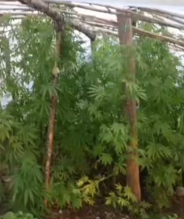 Serayı uyuşturucu tarlasına çevirmiş