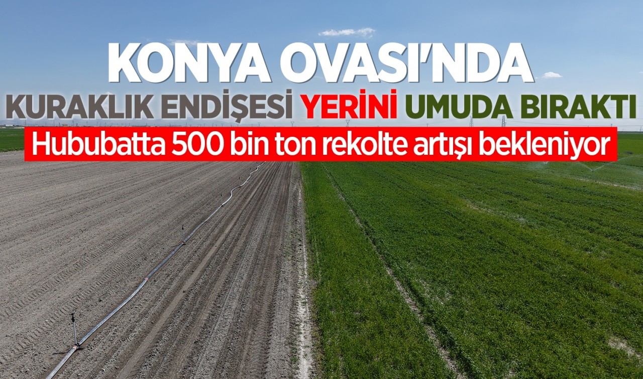 Konya Ovası'nda kuraklık endişesi yerini umuda bıraktı: Hububatta 500 bin ton rekolte artışı bekleniyor