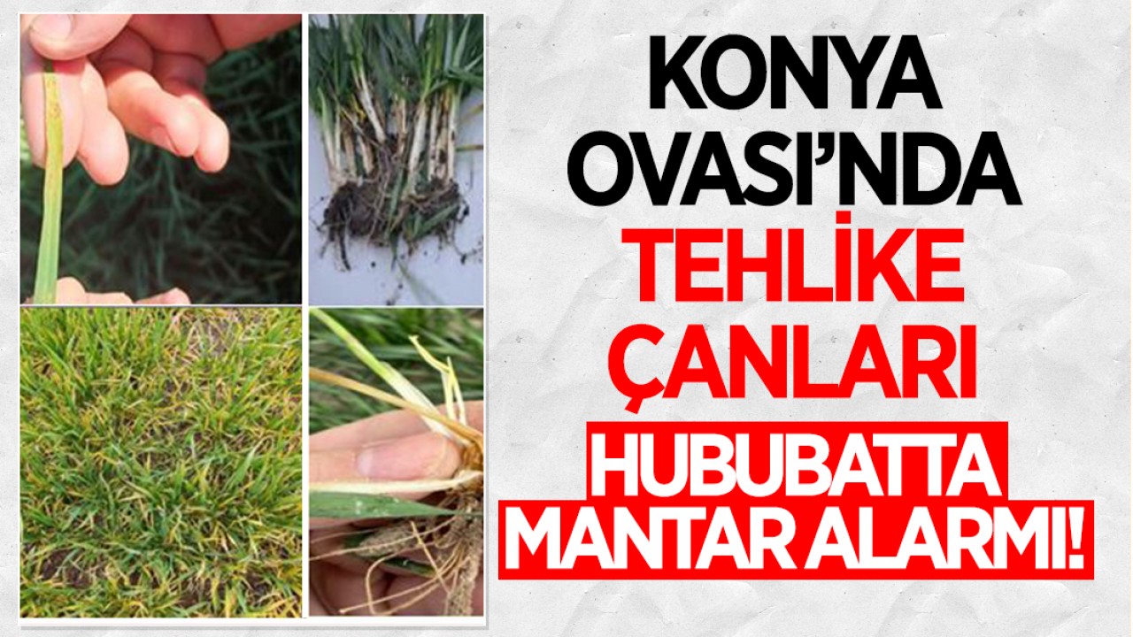 Konya Ovası’nda tehlike çanları: Hububatta mantar alarmı!