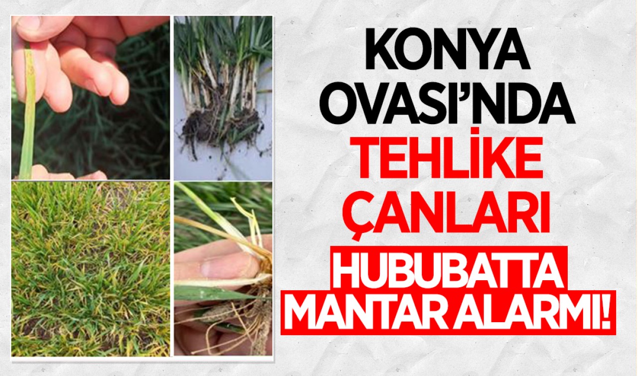 Konya Ovası’nda tehlike çanları: Hububatta mantar alarmı!