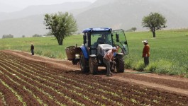 Çiftçilere tarımsal destekleme ödemesi bugün yapılacak