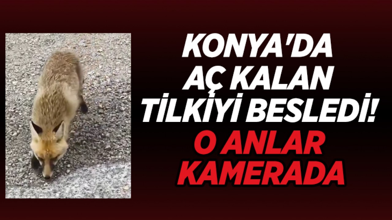 Konya'da aç kalan tilkiyi besledi! O anlar kamerada
