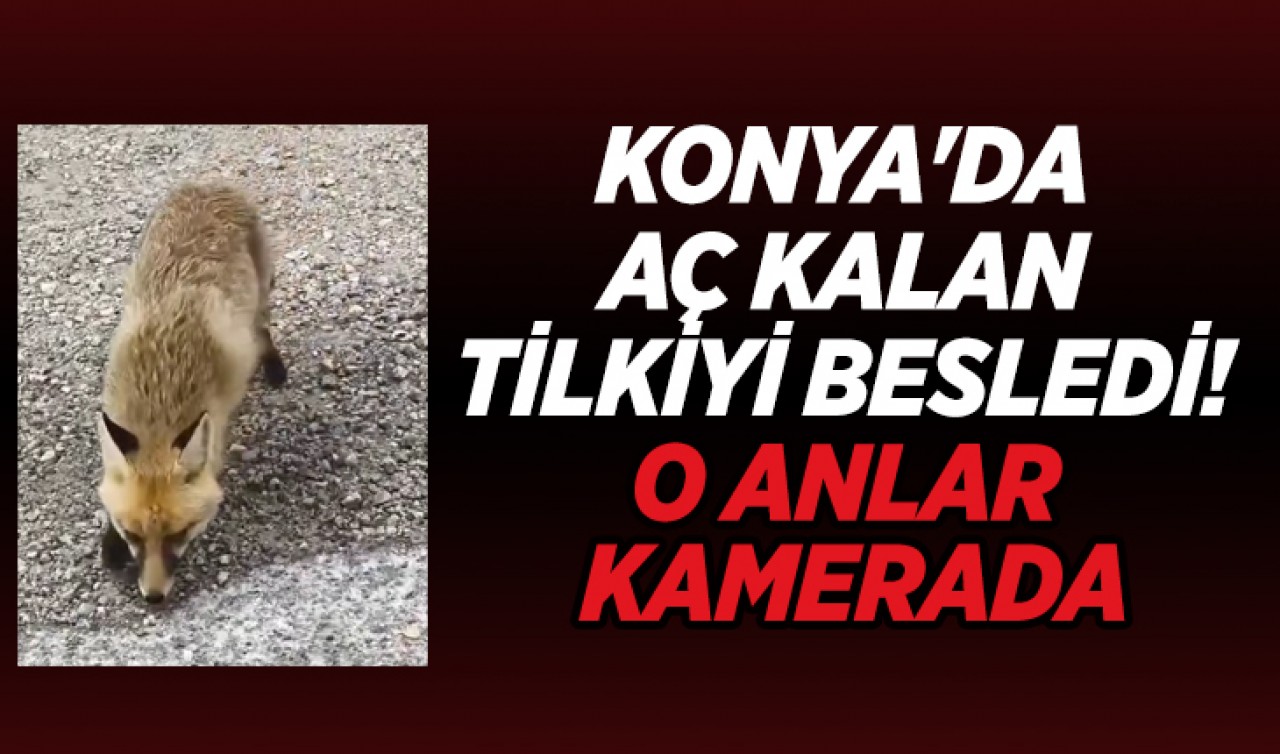 Konya'da aç kalan tilkiyi besledi! O anlar kamerada