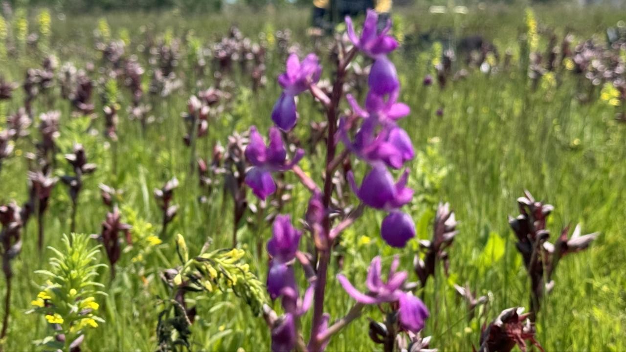 Bu bitkiye dikkat! Toplamanın cezası 699 bin lira