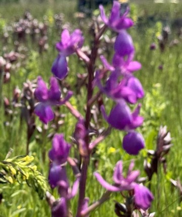 Bu bitkiye dikkat! Toplamanın cezası 699 bin lira