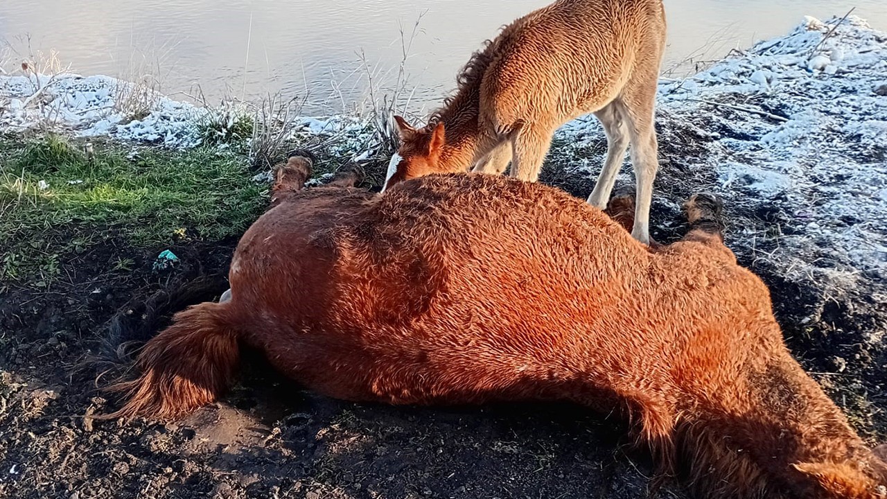 Doğanın en hüzünlü anı: Annesini kaybeden tay, onu hâlâ emmeye çalıştı