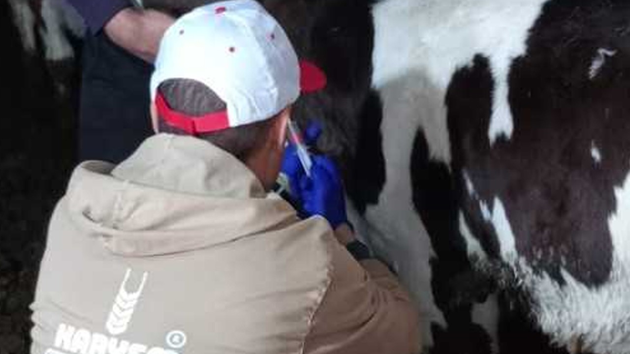 Halkapınar’da şap aşısı survey çalışmaları devam ediyor