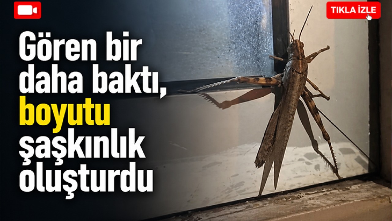 Gören bir daha baktı, boyutu şaşkınlık oluşturdu