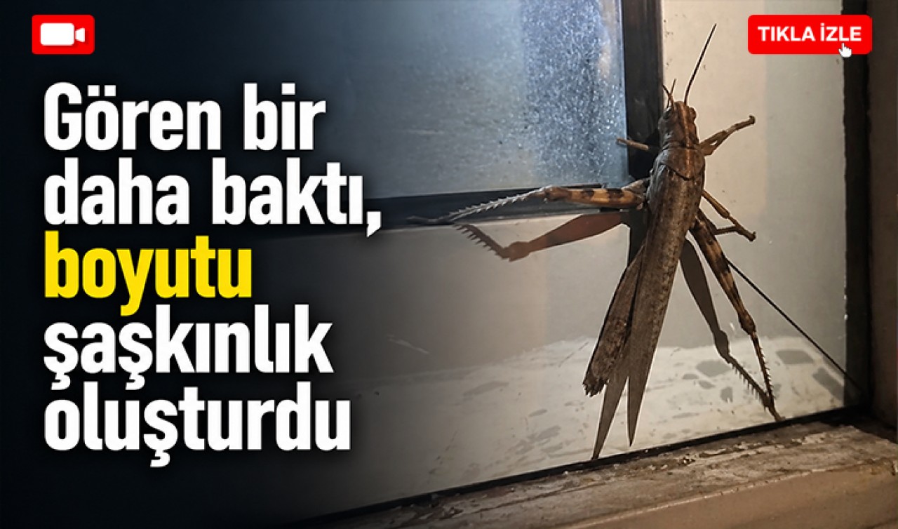 Gören bir daha baktı, boyutu şaşkınlık oluşturdu