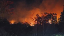 İstanbul'da orman yangını: Alevler geniş bir alana yayıldı