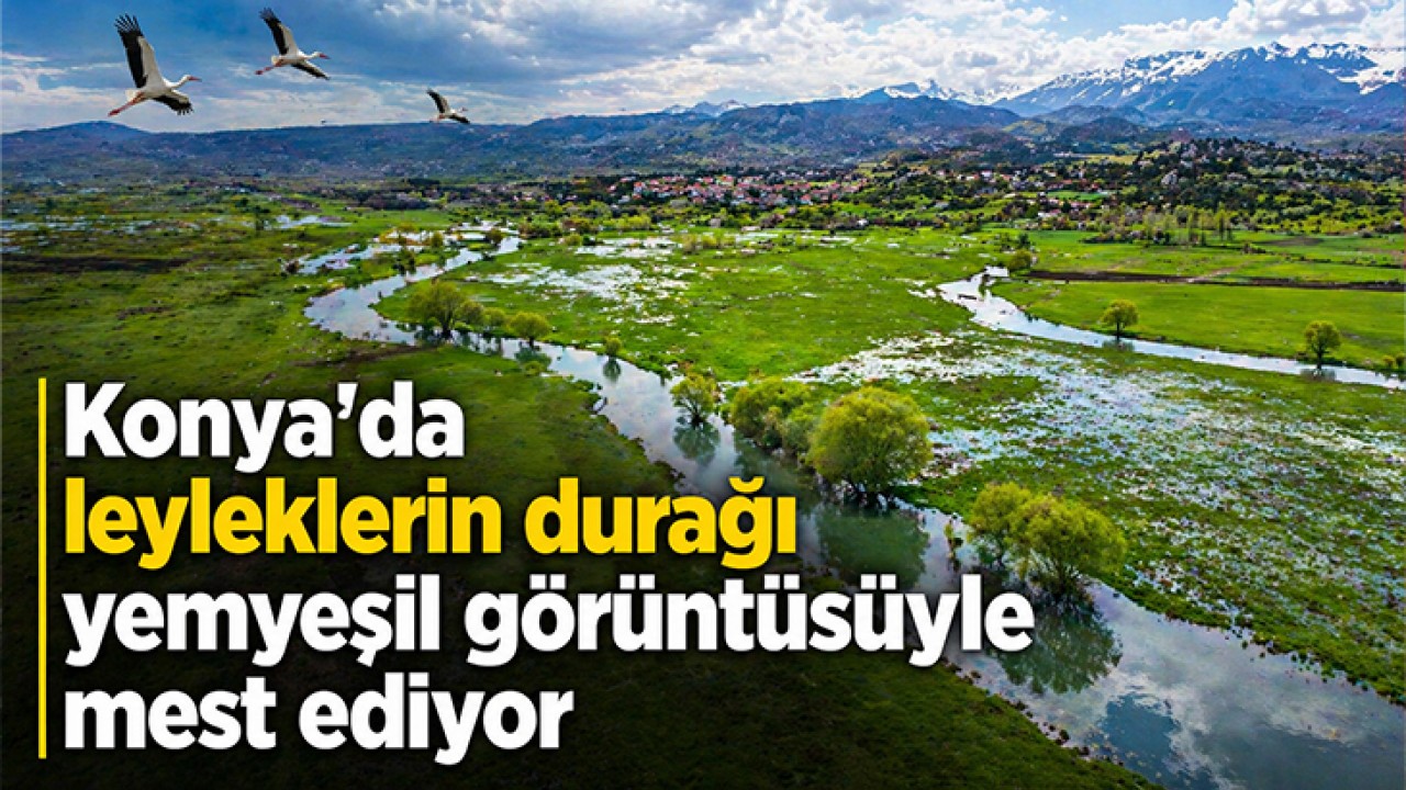 Konya'da leyleklerin durağı yemyeşil görüntüsüyle mest ediyor