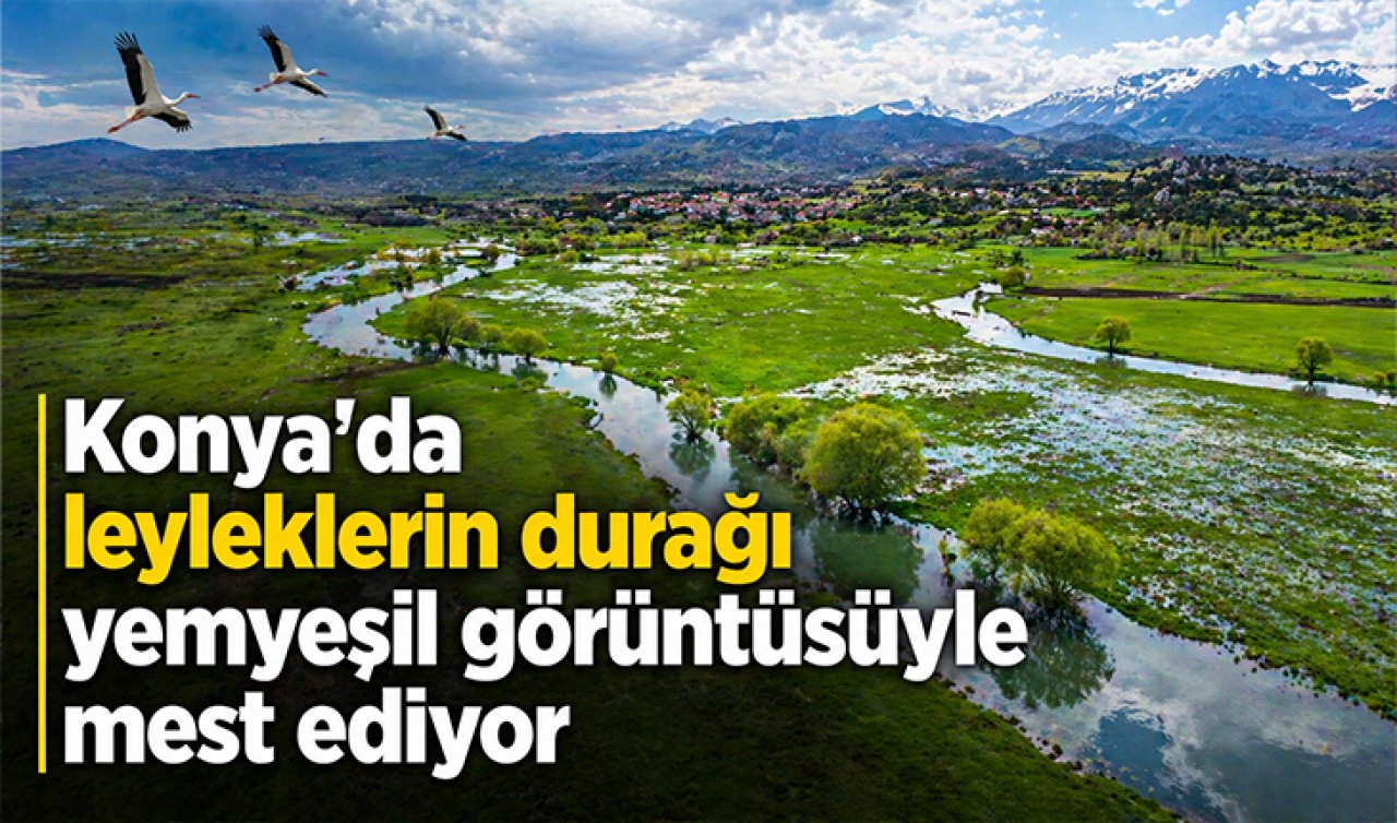 Konya'da leyleklerin durağı yemyeşil görüntüsüyle mest ediyor