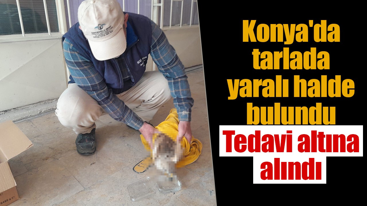 Konya'da tarlada yaralı halde bulundu: Tedavi altına alındı