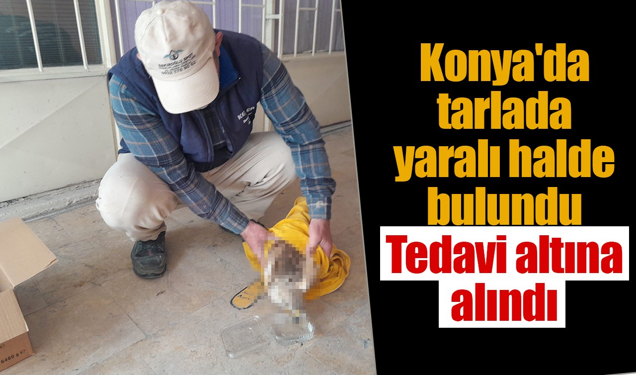 Konya'da tarlada yaralı halde bulundu: Tedavi altına alındı