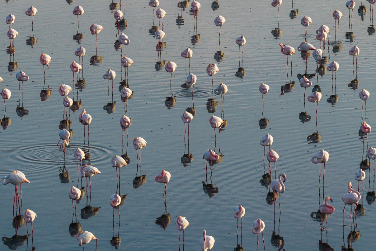 Düden Gölü’nde flamingoların görsel şöleni