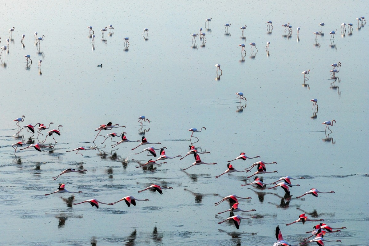 Düden Gölü’nde flamingoların görsel şöleni