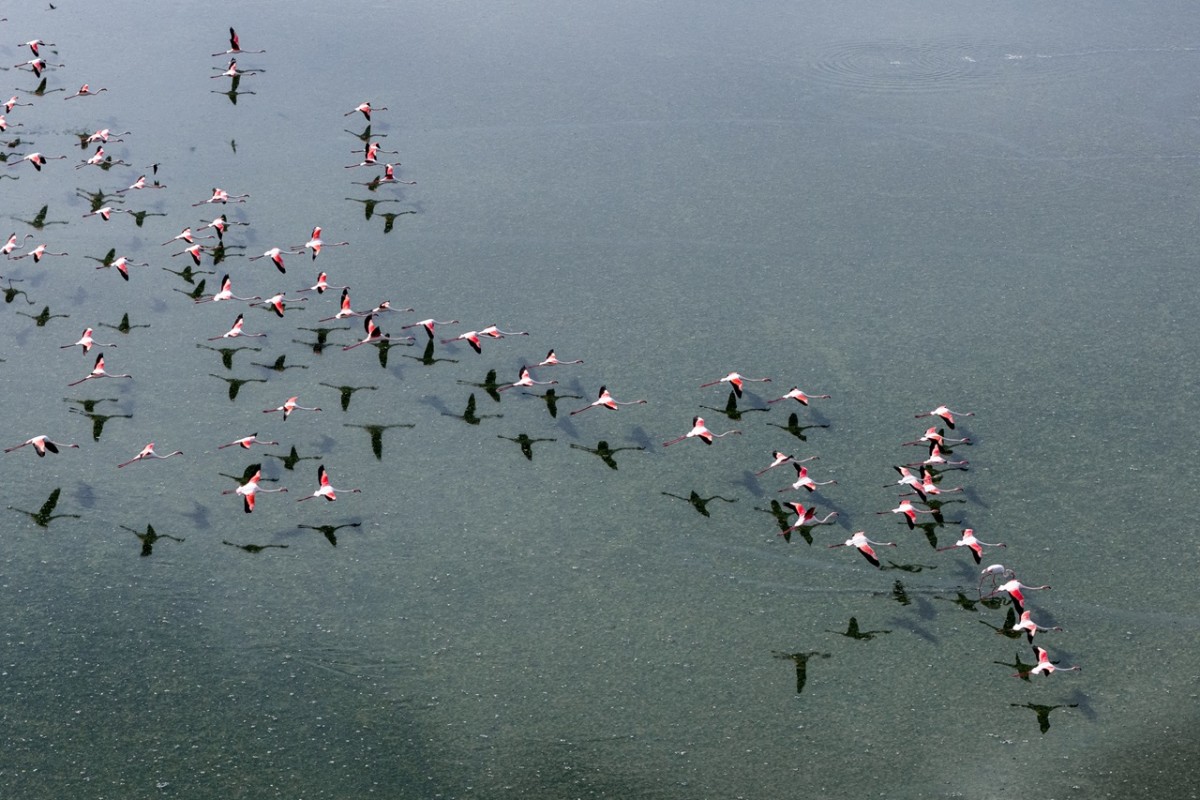 Düden Gölü’nde flamingoların görsel şöleni