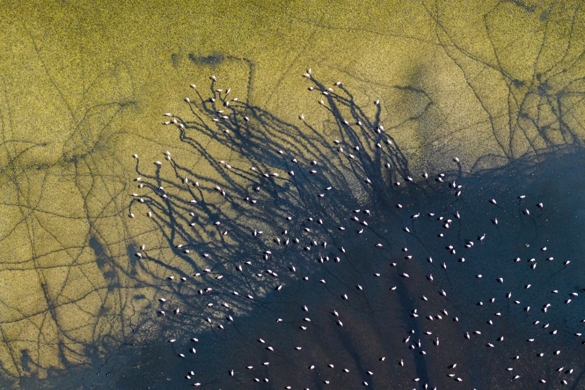 Düden Gölü’nde flamingoların görsel şöleni