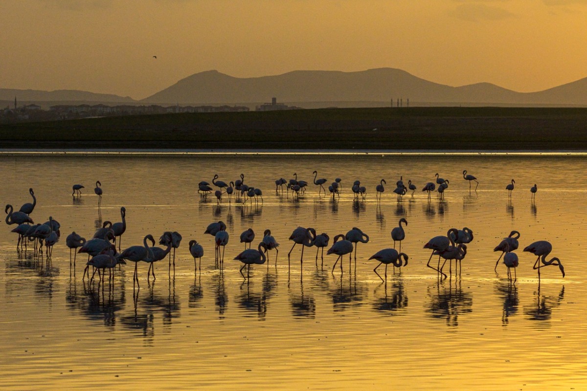 Düden Gölü’nde flamingoların görsel şöleni
