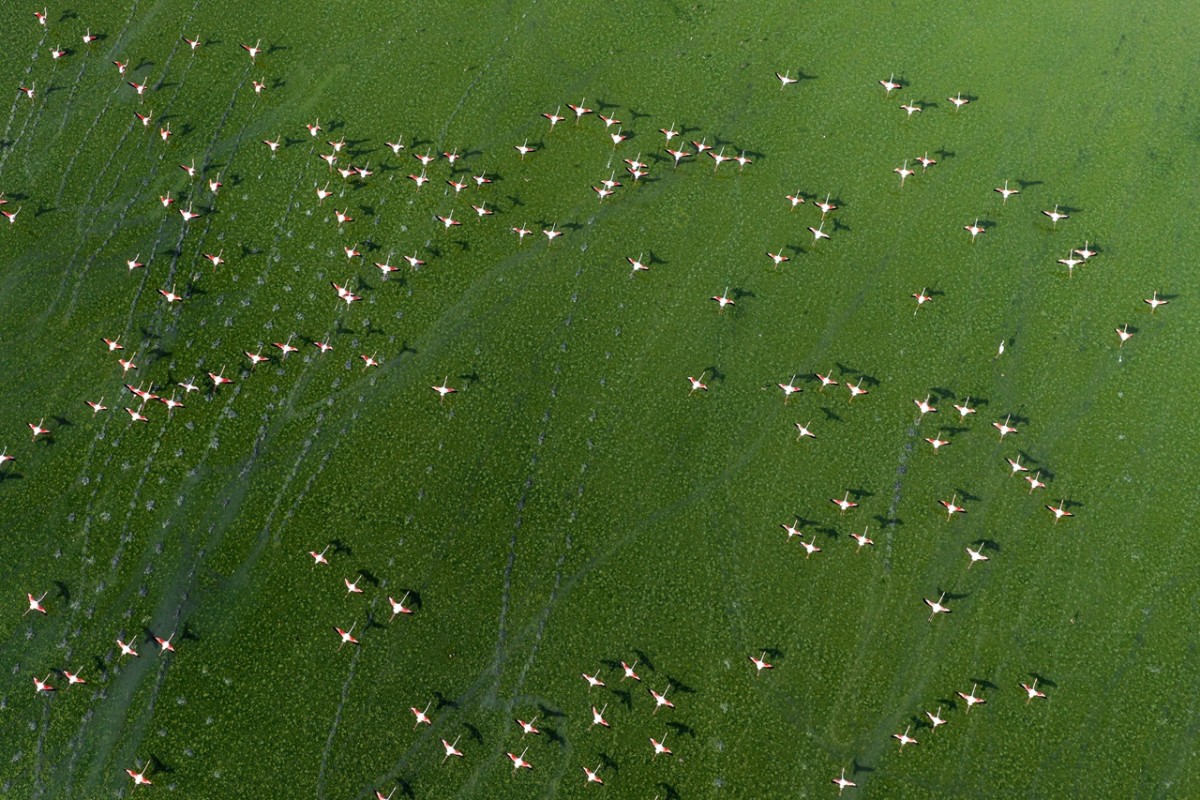 Düden Gölü’nde flamingoların görsel şöleni