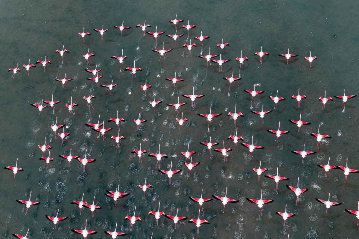 Düden Gölü’nde flamingoların görsel şöleni