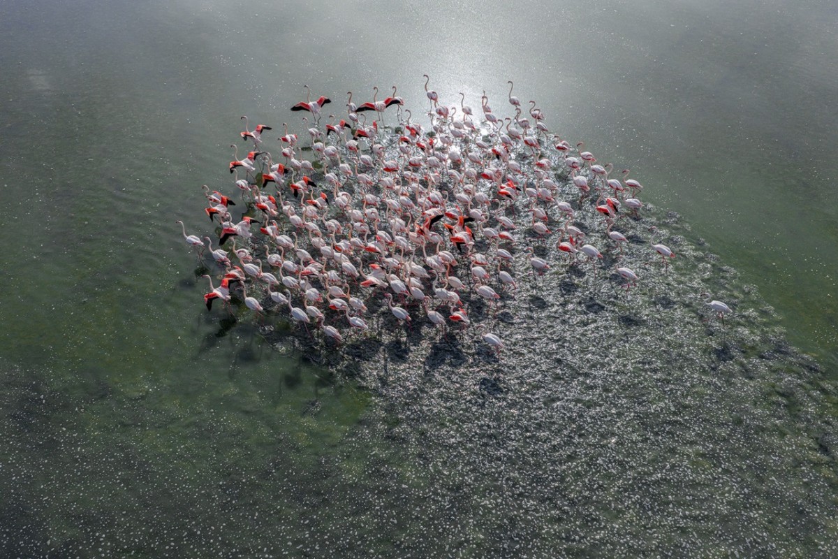 Düden Gölü’nde flamingoların görsel şöleni