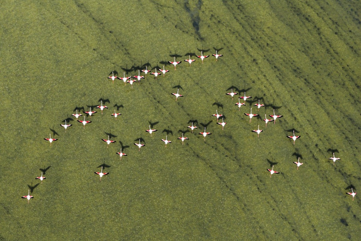 Düden Gölü’nde flamingoların görsel şöleni