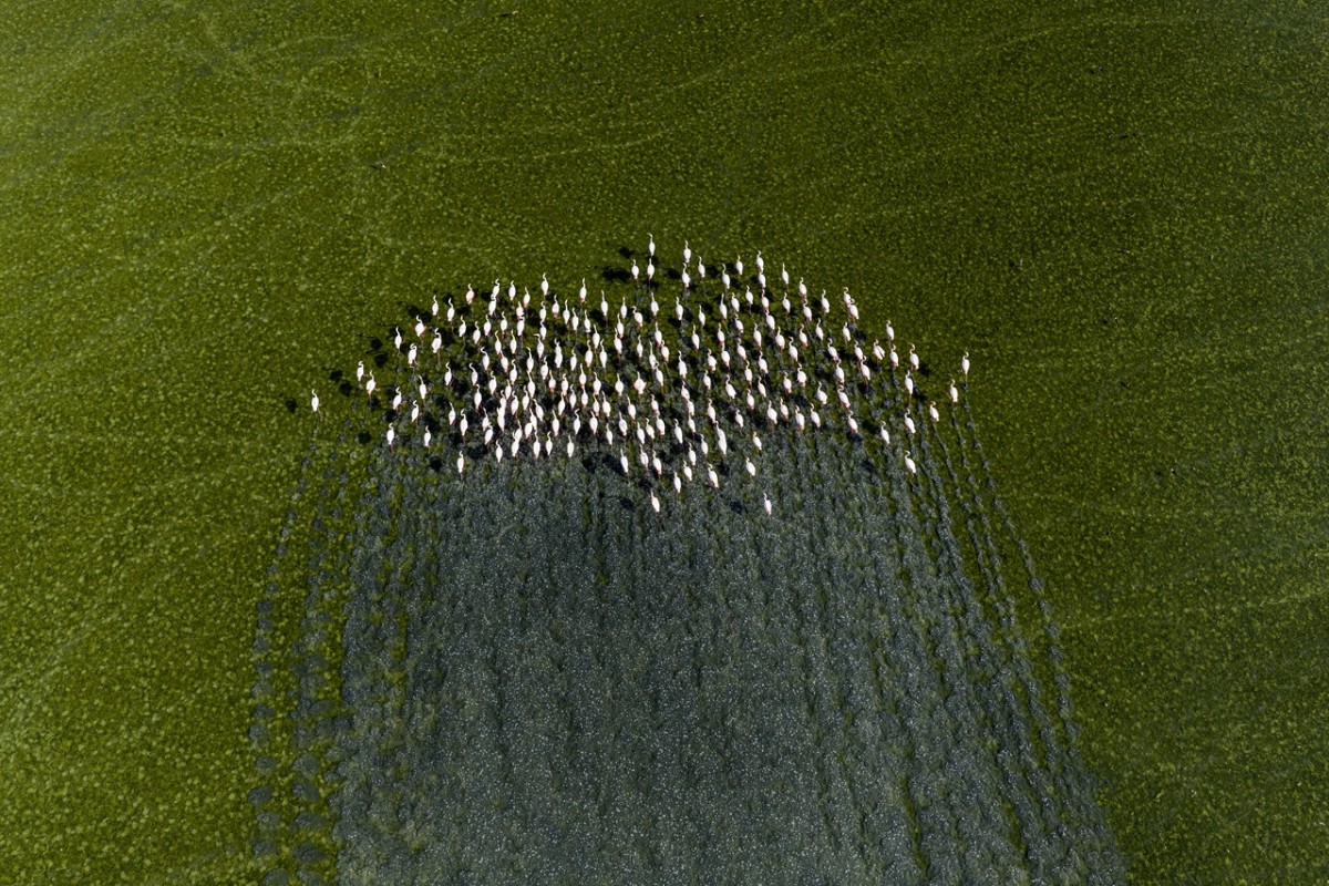 Düden Gölü’nde flamingoların görsel şöleni