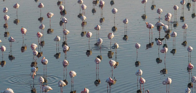 Düden Gölü’nde flamingoların görsel şöleni