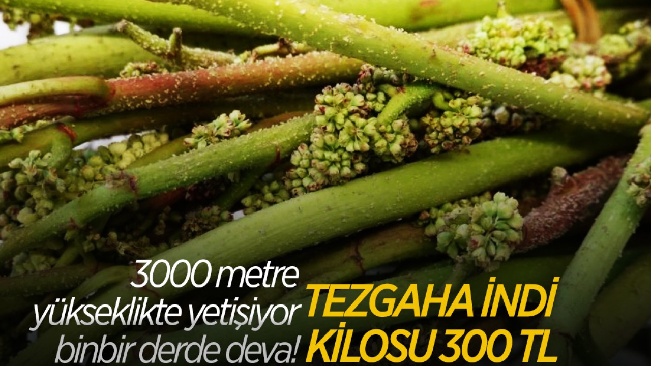 3000 metre yükseklikte yetişiyor binbir derde deva! Tezgaha indi kilosu 300 TL