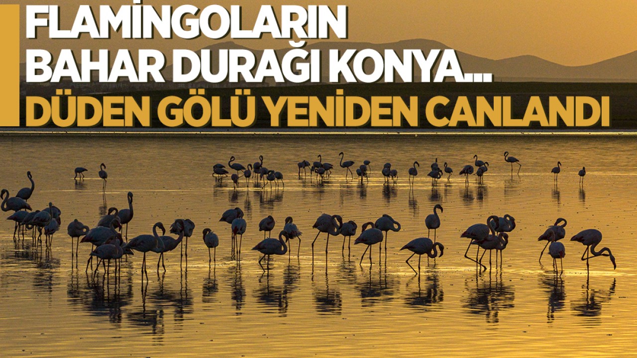 Flamingoların bahar durağı Konya... Düden Gölü yeniden canlandı