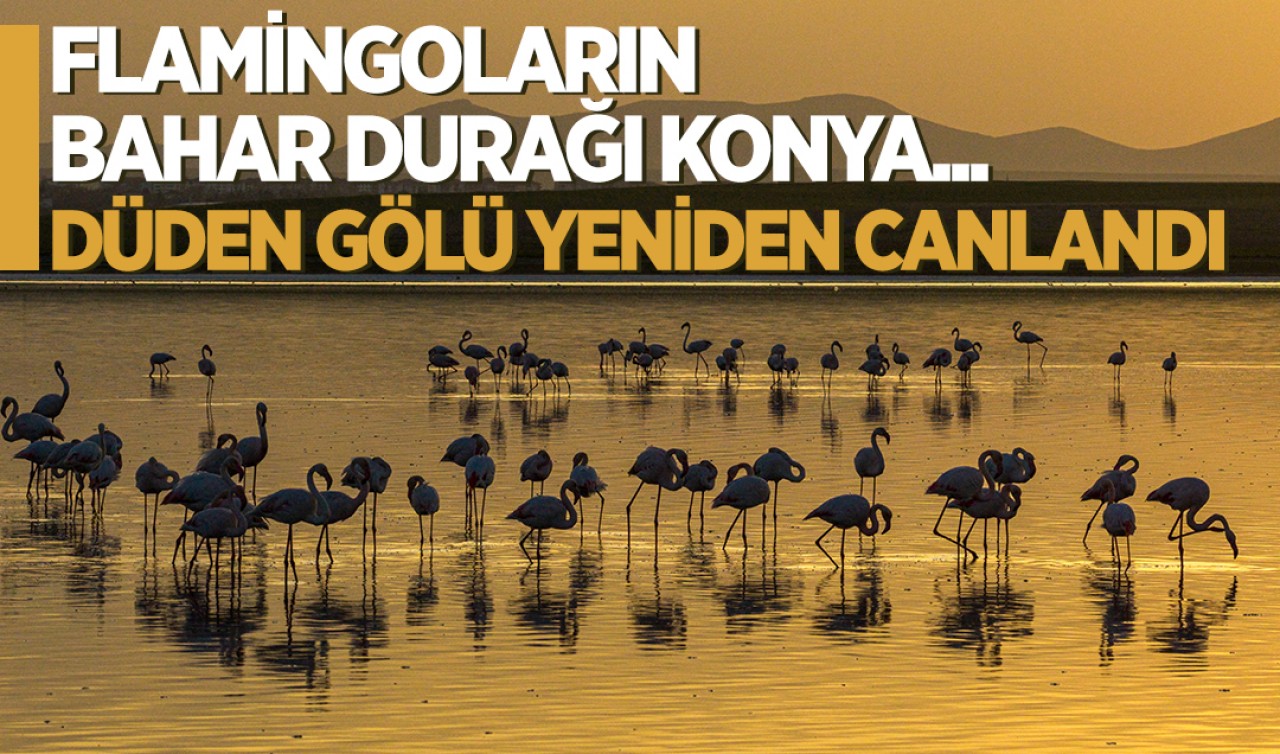 Flamingoların bahar durağı Konya... Düden Gölü yeniden canlandı