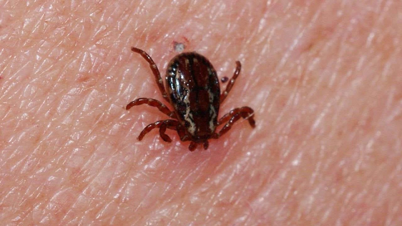 Kene ısırığı can aldı