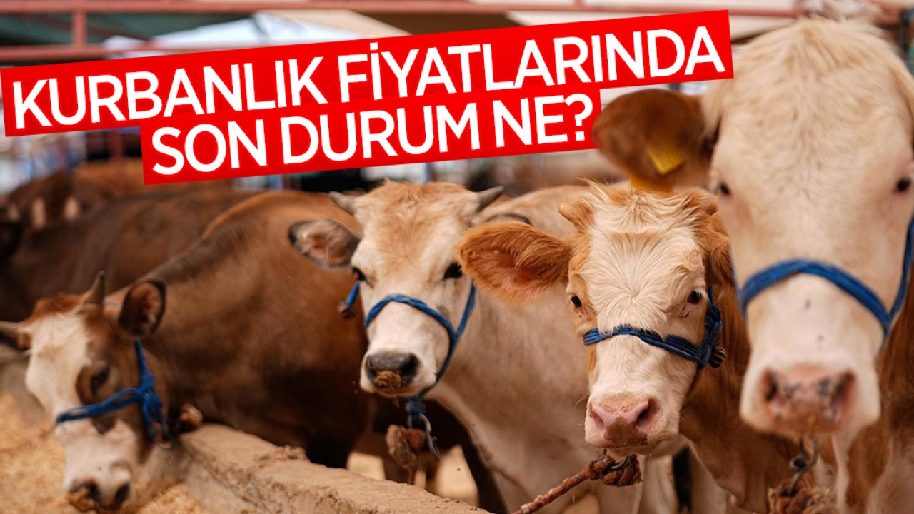Kurbanlık fiyatlarında son durum ne?