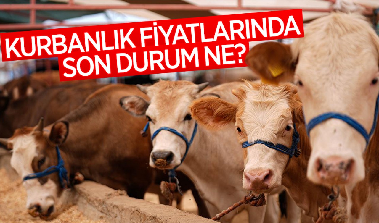 Kurbanlık fiyatlarında son durum ne?