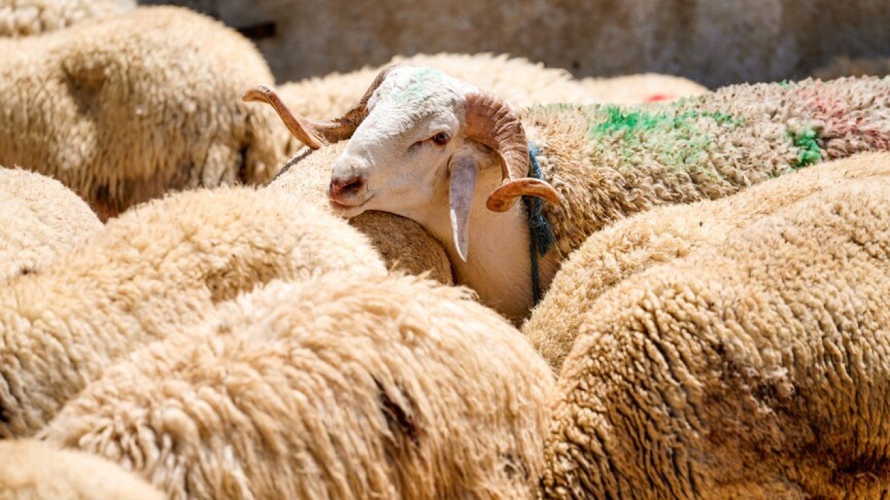 TSK Mehmetçik Vakfı vekaleten kurban bağışı kabulüne başladı